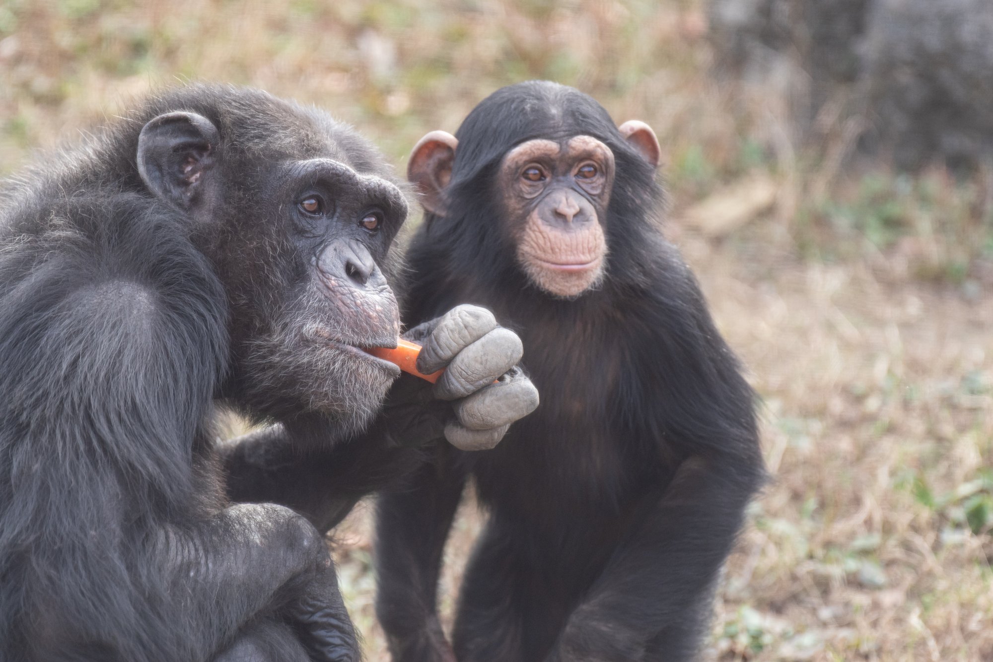 怪我や病気を自分で治す動物がいる!新薬発見につながる「驚きの行動」とは?