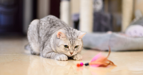 フランスでベストセラー！世界22ヵ国で翻訳！猫を観察するとわかる、人生を豊かにするのに絶対に欠かせないものとは？