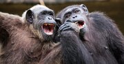 人類は「凶暴な生物」なのか？