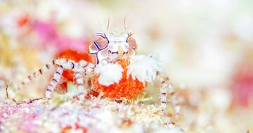 東大推薦入試に合格「変わったカニ」に心を奪われた少年が「面接で話したこと」