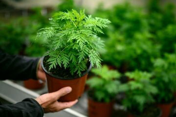 コロナ治療の万能薬？　アフリカでもマラリア薬に脚光