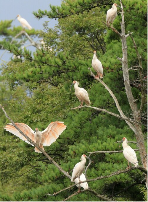 GXの出遅れが命取り。創出量15倍に拡大の「森林クレジット」が今注目されるワケ