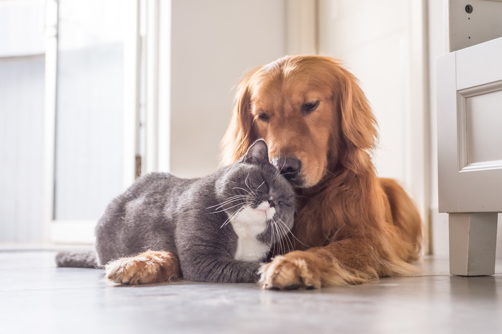 フランスでベストセラー!世界22ヵ国で翻訳!猫と人間に共通する、生きるのに絶対必要なものとは?