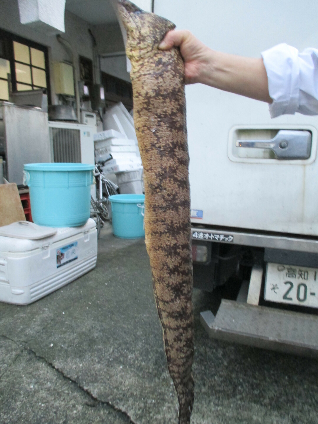 衝撃 うつぼをさばく秘密兵器は あの家電 だった 魚食王国ニッポン 元気をつくる 浜のめし 池田陽子 ダイヤモンド オンライン