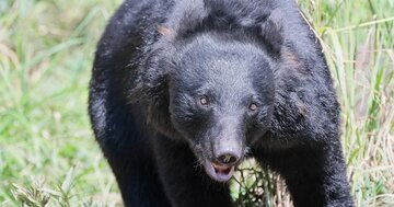 「ワァー！」路上で女性を襲うクマに遭遇「丸腰のベテラン猟師」が真っ先にしたこととは？