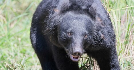 「ワァー！」路上で女性を襲うクマに遭遇「丸腰のベテラン猟師」が真っ先にしたこととは？