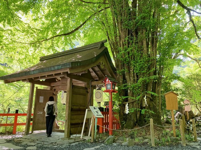 樹高約30mのご神木。丸みを帯びて愛らしい葉の形にも注目