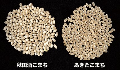 酒米（左）と一般米の比較