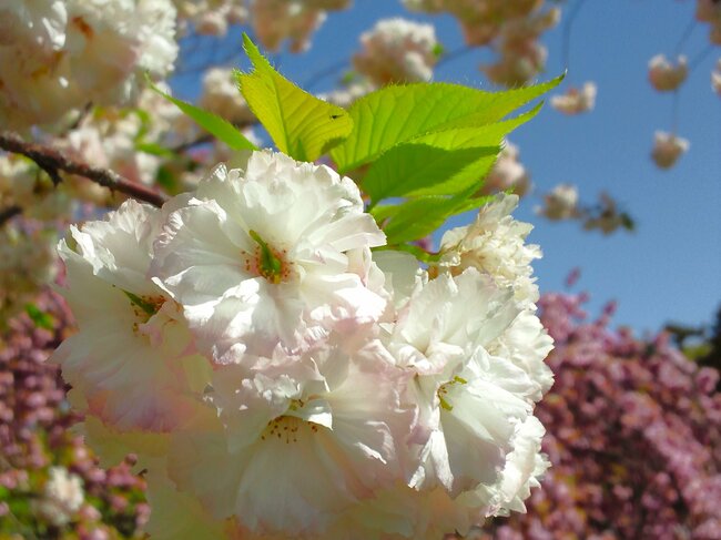 普賢象桜