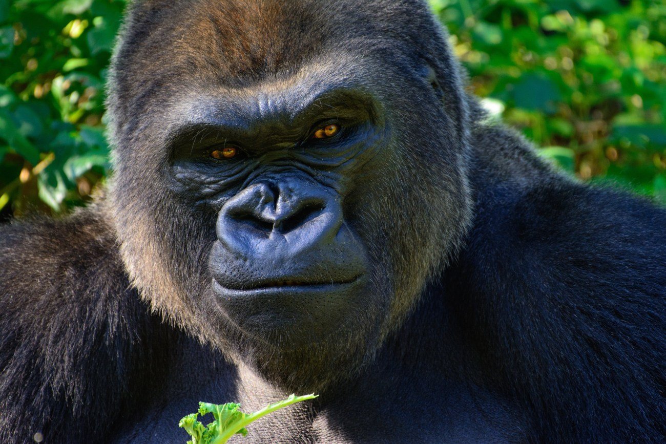 メリットがあれば動物も「ウソ」をつく、動物園のゴリラが仲良しの猫に罪をなすりつけたワケ