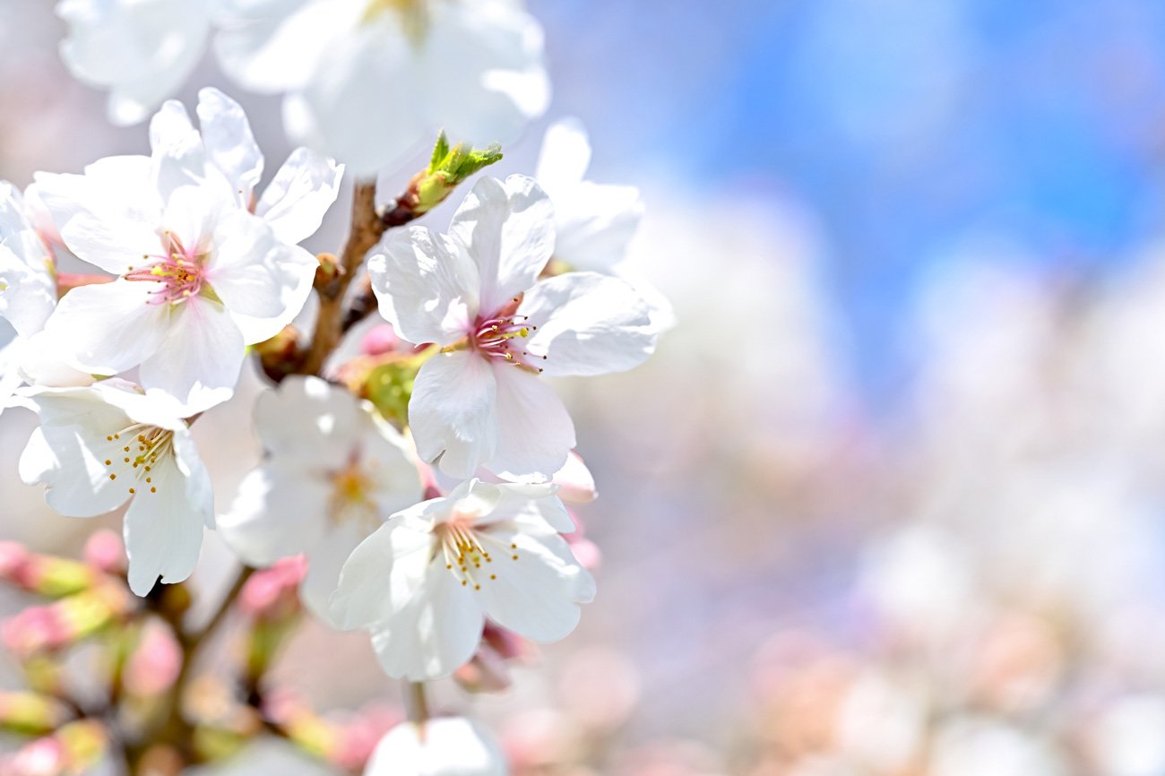 写真：桜,ソメイヨシノ