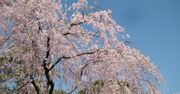 【京都桜巡り】京歩きの達人が太鼓判！東山の高級住宅街から嵐山一望の穴場、春の特別公開までを厳選ガイド！