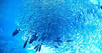 魚の群れはなぜあんなに動きが揃うのか?【人間で実験してみた結果】