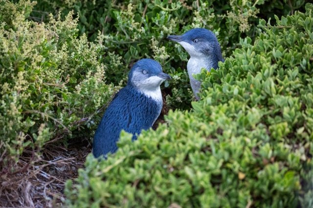 ペンギンパレード 毎日ライブ配信中 オーストラリア フィリップ島より 地球の歩き方ニュース レポート ダイヤモンド オンライン