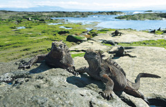 【エクアドル】ガラパゴス諸島これが本家本元。自然遺産第1号に選ばれた、驚異の生き物が暮らす島