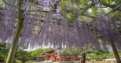 GWの京都は百花繚乱！花の名所と特別公開文化財巡りへ