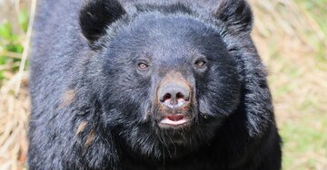 クマが逃げ出す「最強アイテム」とは？“猟師歴40年のベテラン”が毎回10個持ち歩く〈注目記事〉