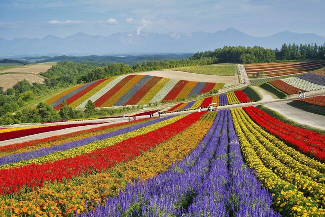 「展望花畑 四季彩の丘」と十勝岳連峰