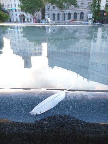 海に面したバルセロナでは、中心部のカタルーニャ広場にもカモメが飛んでくる。落ちていた羽根を撮ろうとしたとき、向かいの縁に一羽が舞い降りた Photo by K.O.