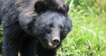 「人を襲ったクマ」を解剖してわかった、胃に「大量に詰まっていたもの」人家に侵入した理由にゾッとする