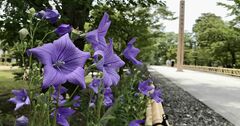 「京都」で秋を感じる花散歩、秋明菊、桔梗、萩に芙蓉