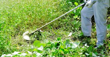 雑草は刈られるほど強くなる!?目には見えない「すごい成長戦略」の正体