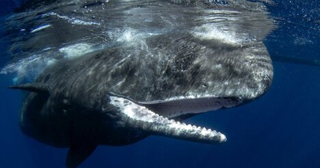 “マッコウクジラ”vs“巨大イカ”「海の巨大生物」同士の激戦…その驚きの結末とは