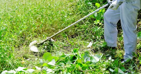 雑草は刈られるほど強くなる!?目には見えない「すごい成長戦略」の正体