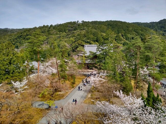 石川五右衛門の「絶景かな！」で名高い、南禅寺（左京区）の三門から見下ろす桜