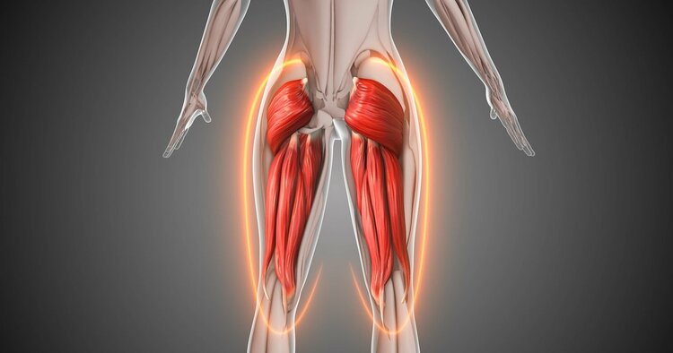 股関節の柔軟性に大きく影響する「大臀筋」と「内転筋」