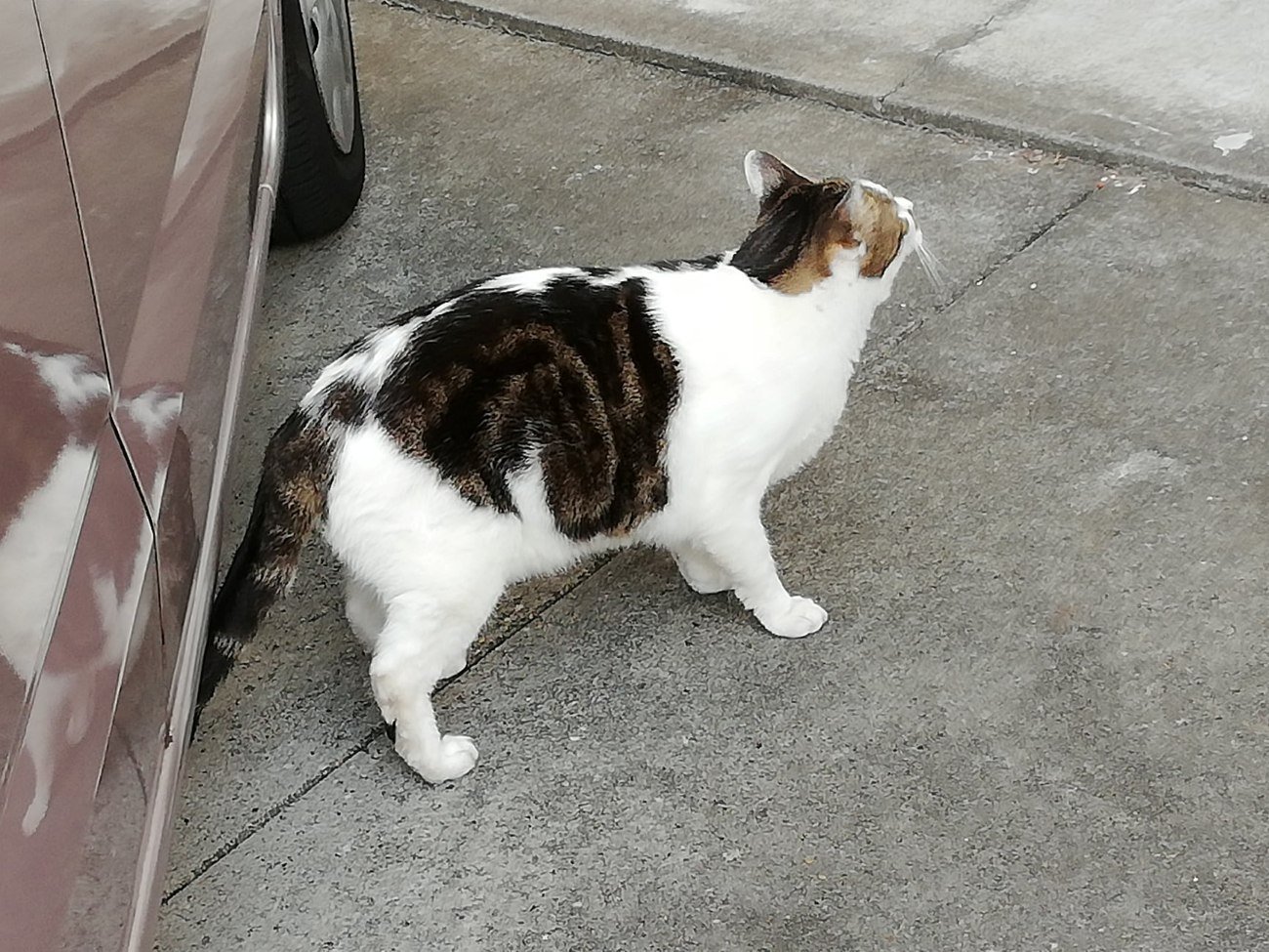 クルマに乗る前の「猫バンバン」ってそんなに大事なの？猫好き自動車ジャーナリストが解説する深～い意義