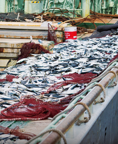 卸価格が数年で50倍超！アシカの餌から高級魚になった魚とは