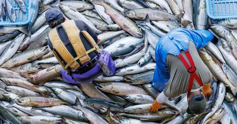 「クロマグロやウナギを乱獲から守れ！」に水産学者が異論を唱えるワケ