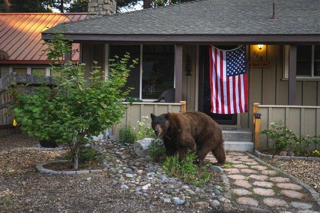 米国でもクマが大暴れ、加州タホ湖周辺で被害最多