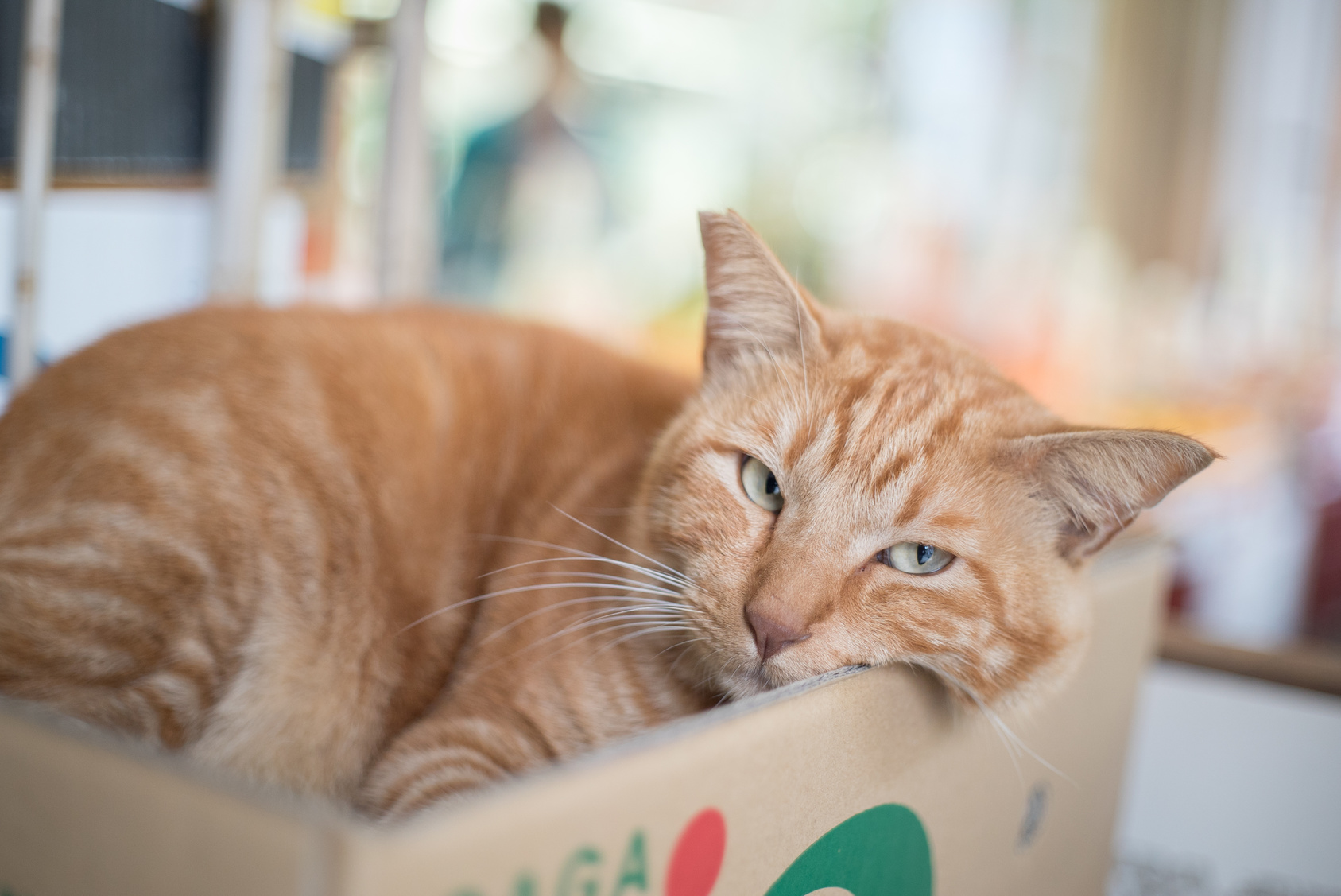 フランスでベストセラー! 世界22ヵ国で翻訳!なぜ猫は、必死すぎるほど絶対に自分の居場所を譲らないのか?
