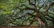 実は大部分が死んでいる!? 長生きする植物のビックリ長寿法