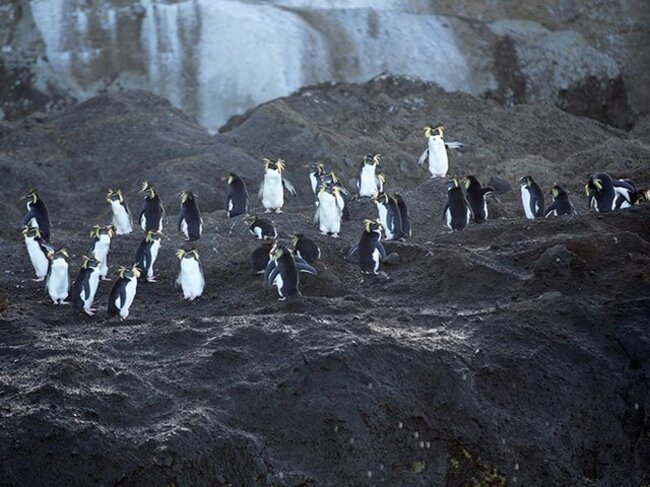 この島はペンギンの生息地の北限