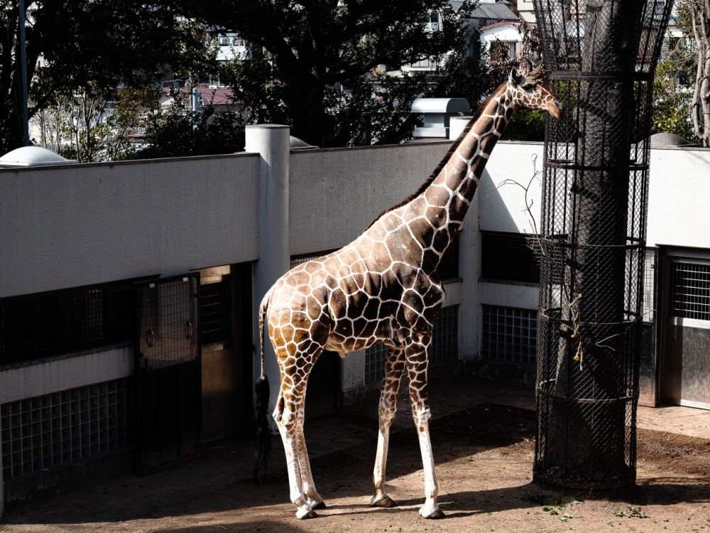 乱入してきたクロサイとウサイン・ボルトはどっちが速いか？