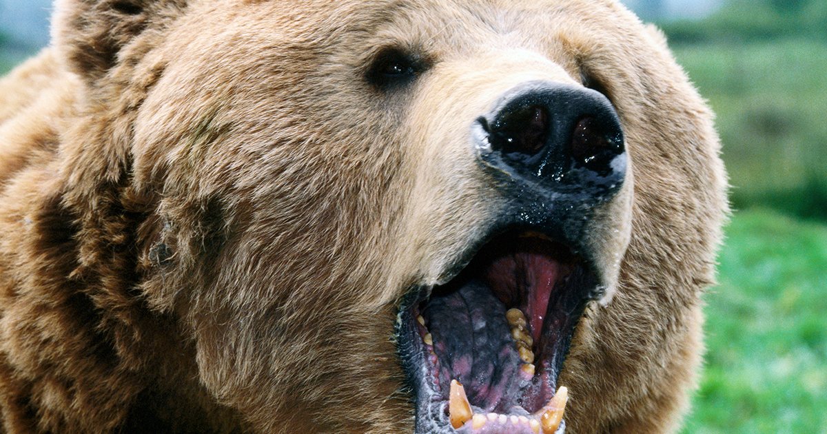クマが人里に出没するようになってしまったのはなぜ