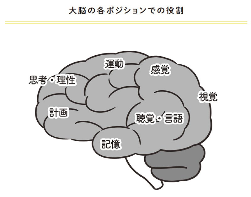 図・大脳の各ポジションでの役割