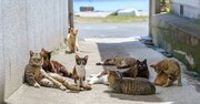 猫の避妊は「手術より注射」が有望？小規模研究で高い効果が判明