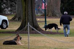 バイデン氏の飼い犬、人にかみつき軽傷負わせる