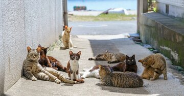 猫の避妊は「手術より注射」が有望?小規模研究で高い効果が判明