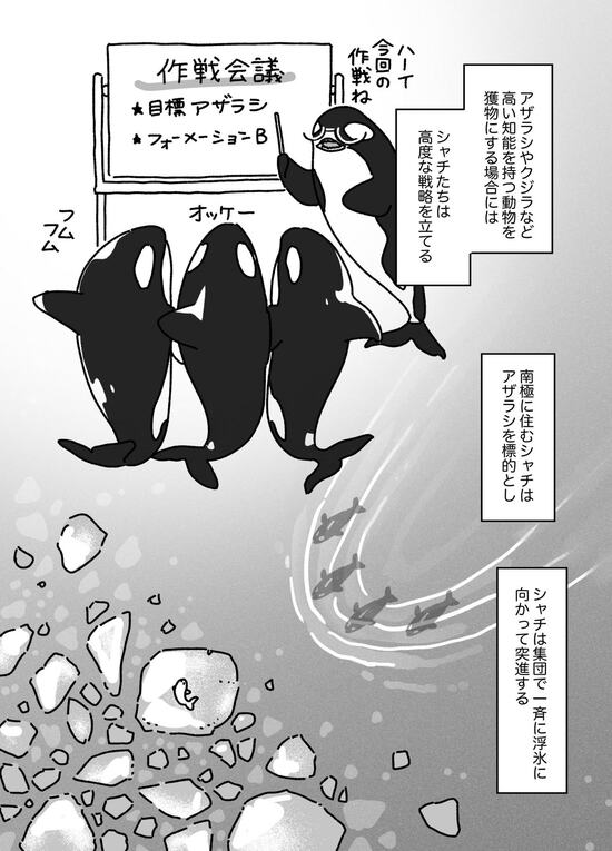 【マンガ】エイをピザのように分け合い、アザラシを氷から叩き落とし、世界最大の「ホホジロザメ」を催眠状態にして葬る…「シャチ」に襲われた動物の無惨な最期とは