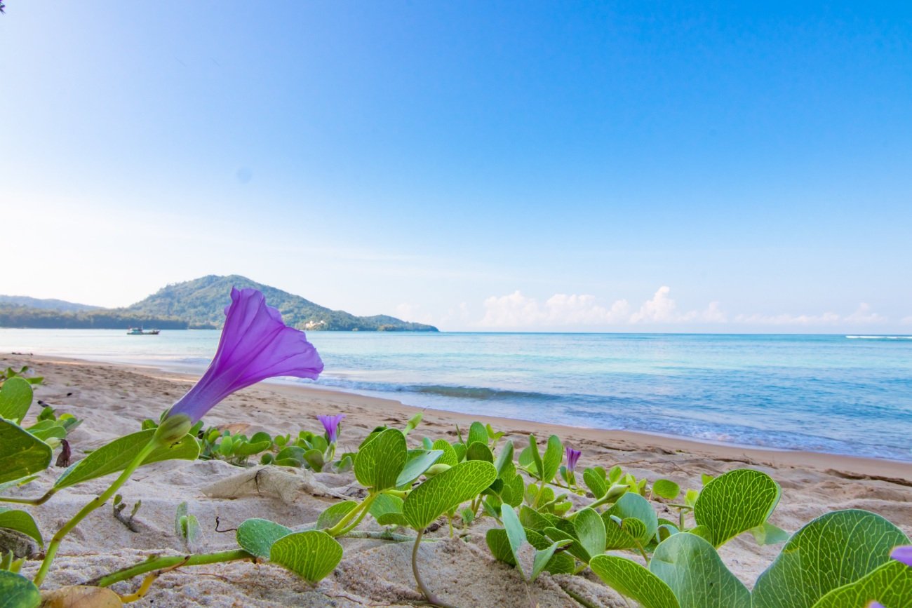 植物の種子は海流に乗って北半球から南半球へ移動する!?…その驚きの「移動能力」の実態とは？