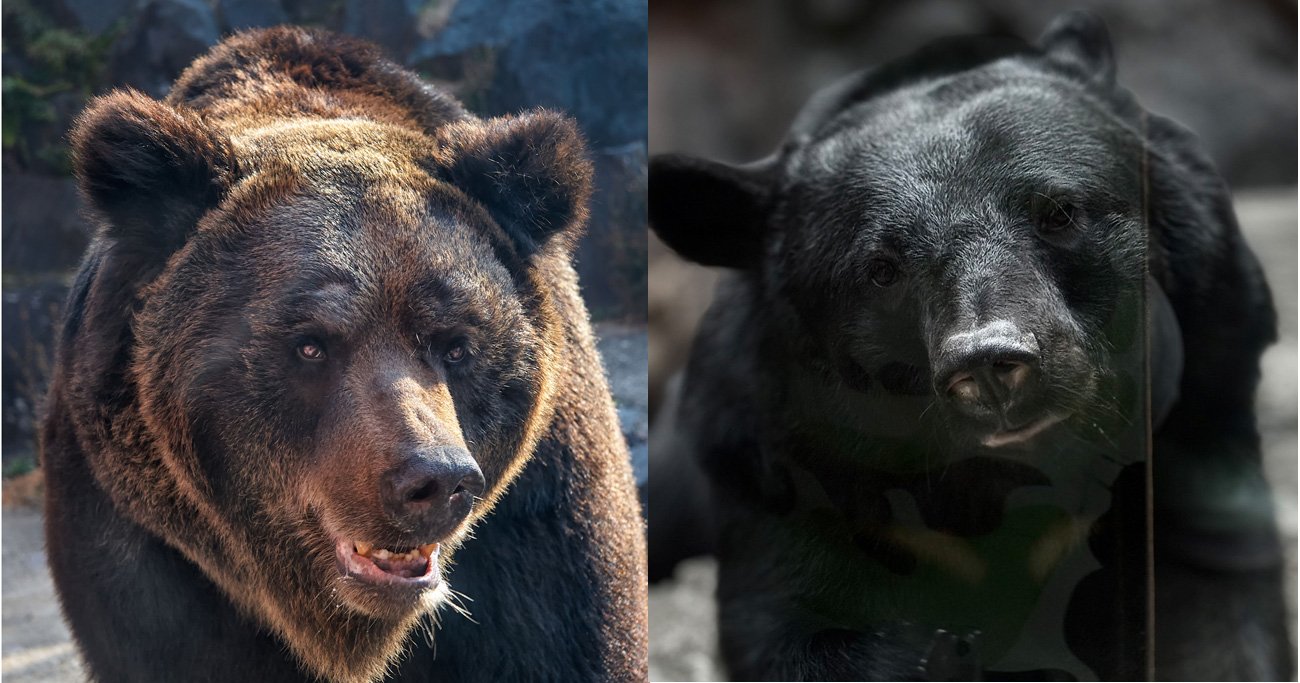 日本に生息するヒグマとツキノワグマ。住み分けはどうなっている？