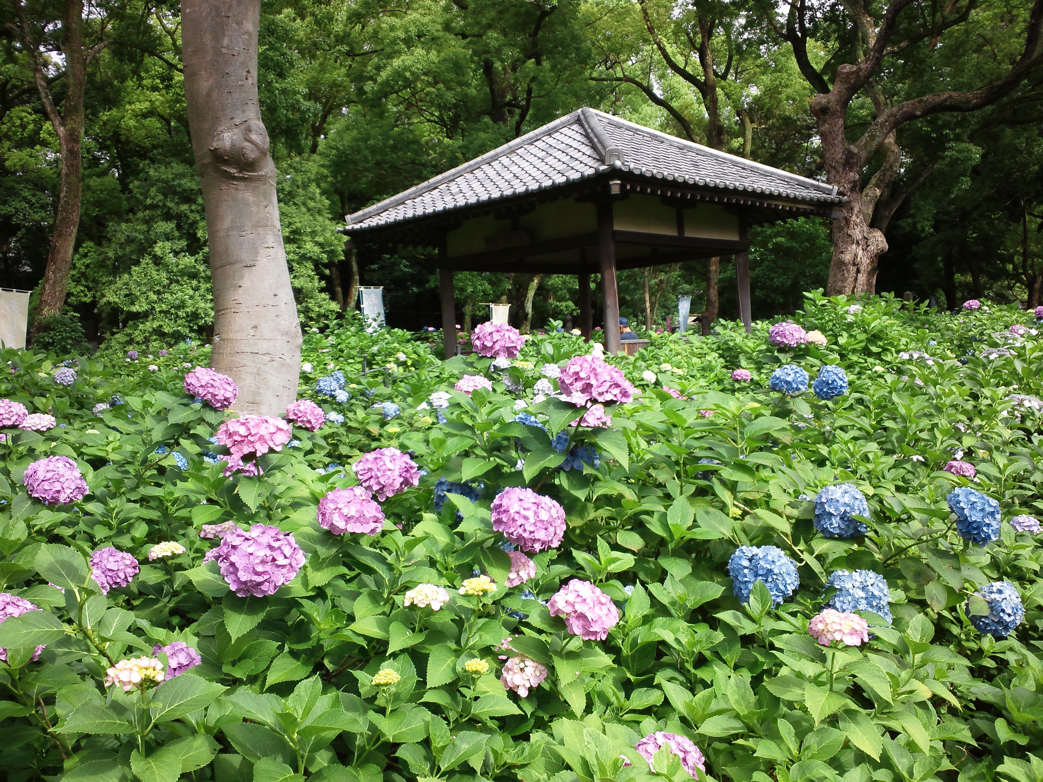 藤森神社(伏見区)の紫陽花苑