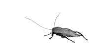日本の代表的ゴキブリ6種の生態解説、実は「野外暮らし」が圧倒的多数派