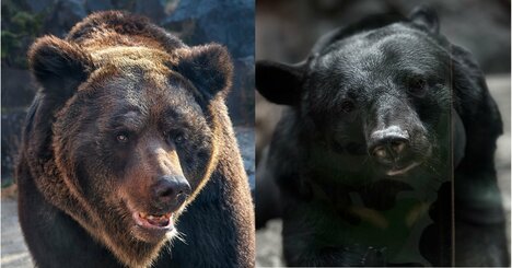 日本は世界でも珍しいクマ天国？小さな島国なのに、2種類のクマが生活圏を住み分けて暮らすワケ