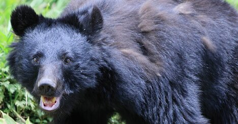 複数のツキノワグマが襲撃、4人が食い殺された「十和利山熊襲撃事件」生還者が手にしたものとは？